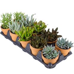 Altman Plants Assorted Variety Drop in Pot Succulent