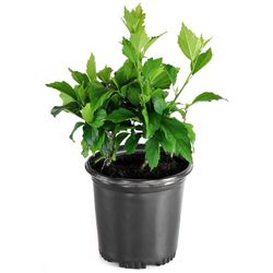 National Plant Network Head Over Heels Blush Hibiscus Grower Shrubs