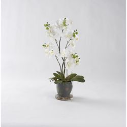 DW Silks 24 in. H X 9 in. L Polyester White Phael Orchids in Glass Bowl