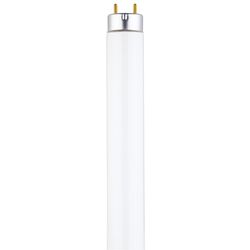 Westinghouse 15 W T8 18 in. L Fluorescent Bulb Cool White Linear 4100 K 1 pk