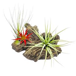 Russell's Bromeliads Green Faux Driftwood Decorative Planter Air Plant