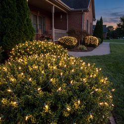 Good Tidings Incandescent Clear 300 ct Net Christmas Lights 6 ft.