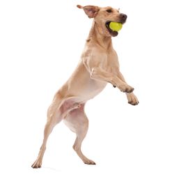 West Paw Zogoflex For Dog Orange Plastic Jive Ball Dog Toy Large 1 pk