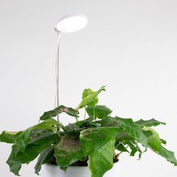 Mossify LED Plant Light 10 W