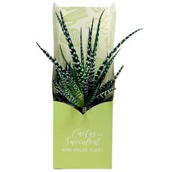 Sorensen Greenhouses Aloe/Haworthia Succulent