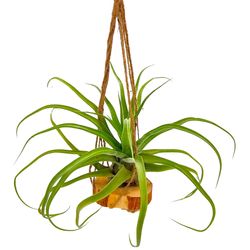 Russell's Bromeliads Green Macrame Hanging Decorative Planter Air Plant