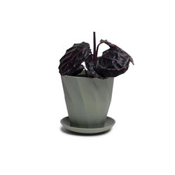 Chive Virago 5 in. D Ceramic Shape G Flower Pot Olive
