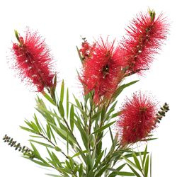 National Plant Network Red Bottlebrush Grower Shrubs