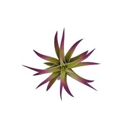 Russell's Bromeliads Purple Plagiotropica Grower Air Plant