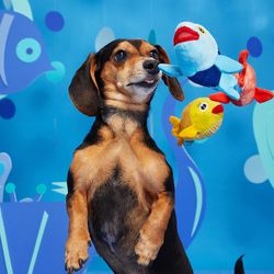 BARK School of Fish Dog Toy