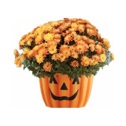 Austram 10 in. H X 10 in. W X 5.12 in. D Plastic Pumpkin w/ face Flower Pot Natural
