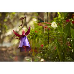 Desert Steel Hummingbird 8 oz Steel Fuchsia Nectar Bird Feeder 1 ports