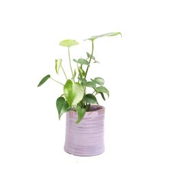 Chive Channa 4.75 in. H X 4.75 in. D Ceramic Cachepot Mauve