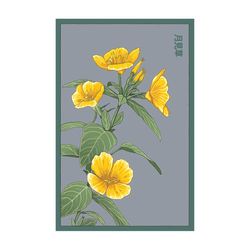 Chive Shido Seed Co. Primrose Seeds 1 pk