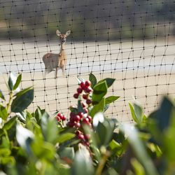 Greenscapes 14 ft. L X 14 ft. W Bird Netting