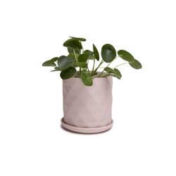 Chive Virago 5 in. H X 5 in. D Ceramic Shape F Succulent Pot Soft Pink