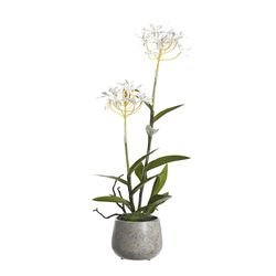 DW Silks 21 in. H X 8 in. L Polyester White Epidendrum Orchids in Stone Planter