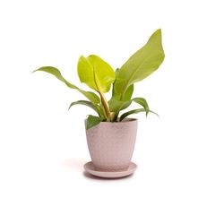 Chive Virago 5 in. D Ceramic Shape B Flower Pot Soft Pink
