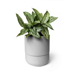 Chive Ryan 5 in. D Ceramic Self-Watering Planter Gray