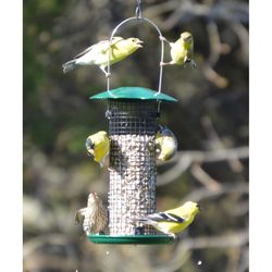 Songbird Essentials Songbird 0.5 lb Metal Bird Feeder