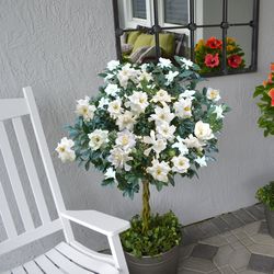 National Plant Network Braided Gardenia Grower Tree