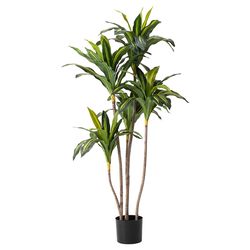 Glitzhome Faux Green Plastic 55 in. H X 28 in. L X 28 in. W Dracaena Fragrans Artificial Potted Plan