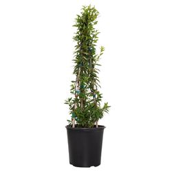 National Plant Network Carolina Jessamine Grower Shrubs
