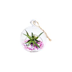 Russell's Bromeliads Globe Terrarium Air Plant