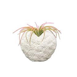 Russell's Bromeliads Blooming Heart Air Plant