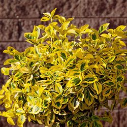 National Plant Network Euonymus Golden Grower Shrubs