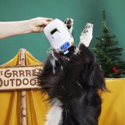 Bark For Dog Plush Hairstream Trailer Dog Toy 1 pk