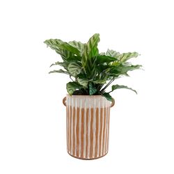 LiveTrends Assorted Foliage House Plant