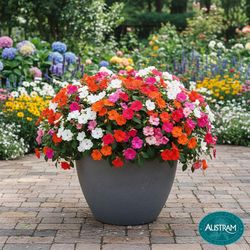 Austram Vizcaya 11 in. H X 14 in. W X 14 in. D Stone Planter Anchor Grey
