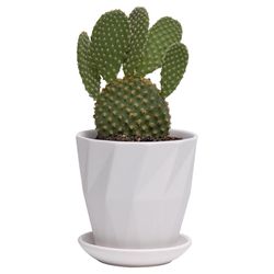 Chive Virago 3.3 in. D Ceramic Shape G Succulent Pot White