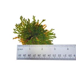 Russell's Bromeliads Green Resurrection Plant Grower Exotic Plant