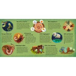 Discovering The Hidden Woodland World Board Book