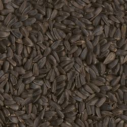Ace Black Oil Sunflower Seed Wild Bird Food 10 lb
