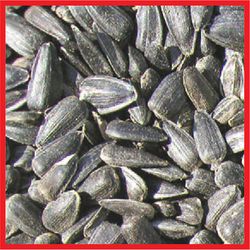 Cole's Wild Bird Food 8 lb