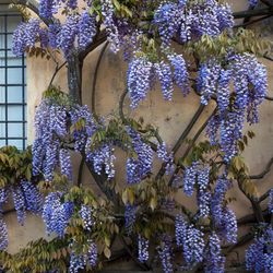 National Plant Network Wisteria Blue Grower Perennial Plant