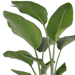 United Nursery White Bird of Paradise Foliage