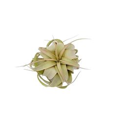 Russell's Bromeliads Green Xerographica Grower Air Plant