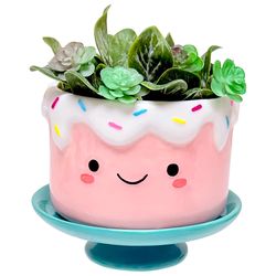 Streamline 5.9 in. H X 5.9 in. W X 6.5 in. D Ceramic Planter Multi