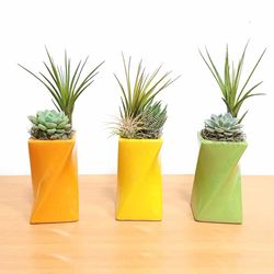 Eve's Garden 11 in. H X 3 in. W X 3 in. D Ceramic Twisted Air Plant and Succulent Assorted