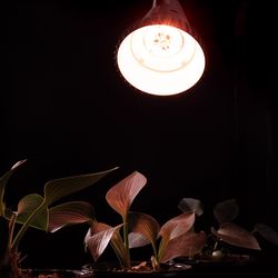 Stonepoint LED Hydroponic Grow Light 13 W