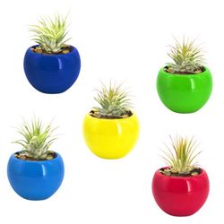 Russell's Bromeliads Vibrant Pot Set Ceramic Air Plant