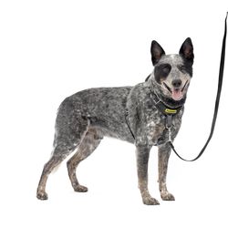 PetSafe Easy Walk Black Fabric Dog Harness Medium/Large