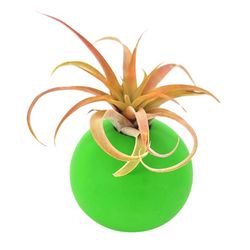 Russell's Bromeliads Matte Cement Bubble Pot Decorative Planter Air Plant