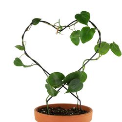 Mossify Black Metal Planter Trellis