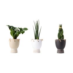 LiveTrends Calypso  Succulent