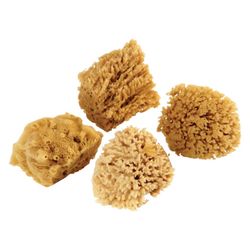 Armaly ProPlus 4.5 in. W X 4.5 in. L Beige Natural Sponge Faux/Artist Natural Sea Sponge